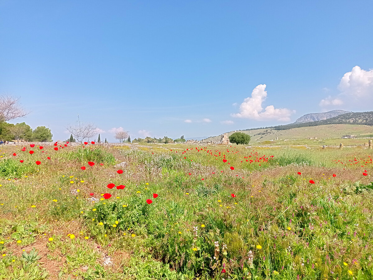 Цветущие маки на развалинах Иераполиса. Фото автора