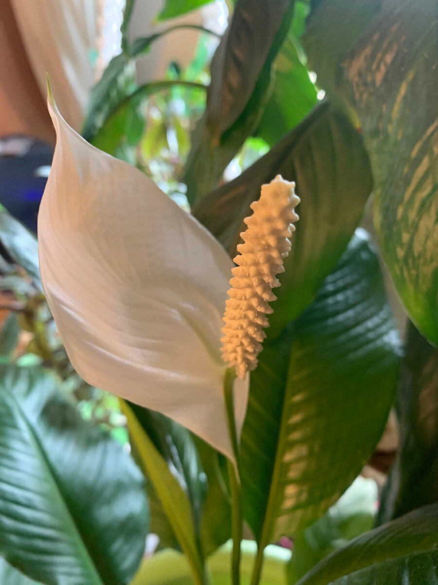 Спатифиллум 