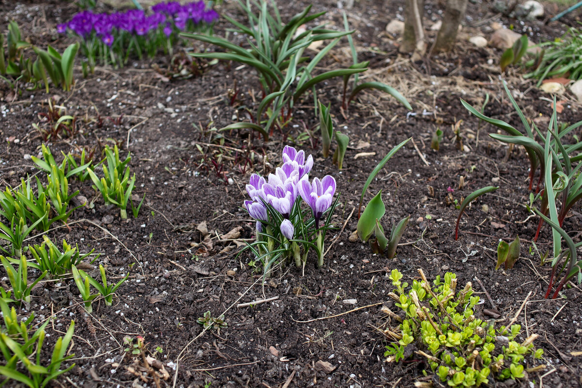 На переднем плане безымянный крокус, на заднем - крокус Ruby Giant.