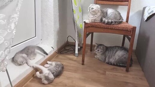 В кошачьей семье и любовь и драки / Как Папа кот и мама кошка ...