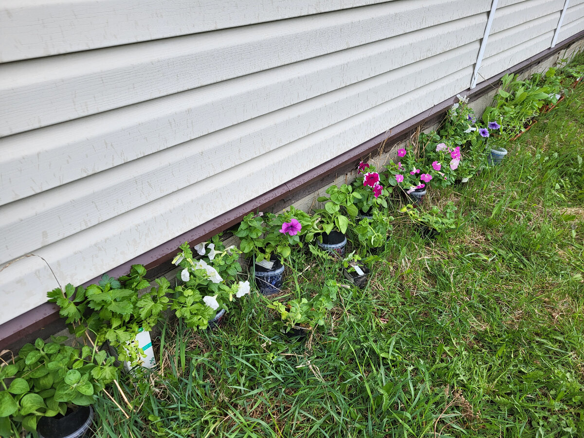 Сразу видно, что петуниям 0,3 л земли мало, а 0,5 в самый раз.