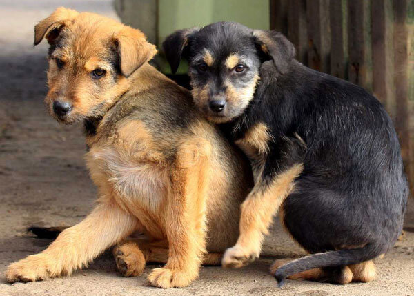 Фото: haski-mana.ru 
