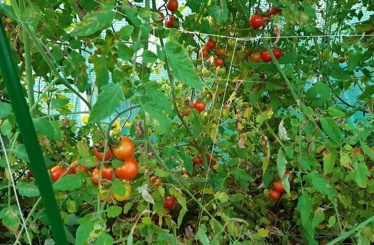    Схема подкормки помидоров на весь сезон от рассады до пересадки и сбора урожая