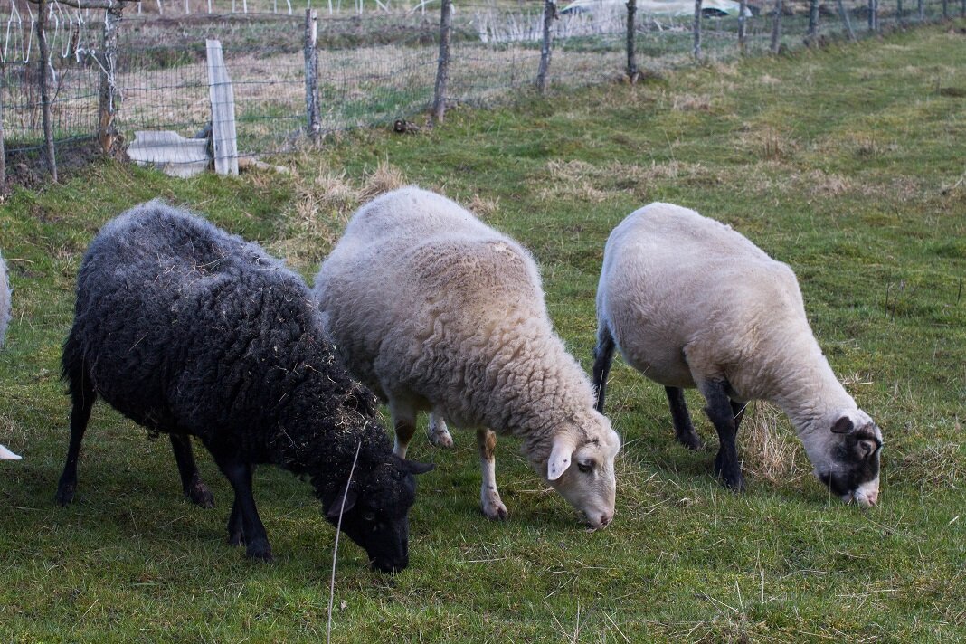 Живые бактерии - подстилка для овец и коз 500 г