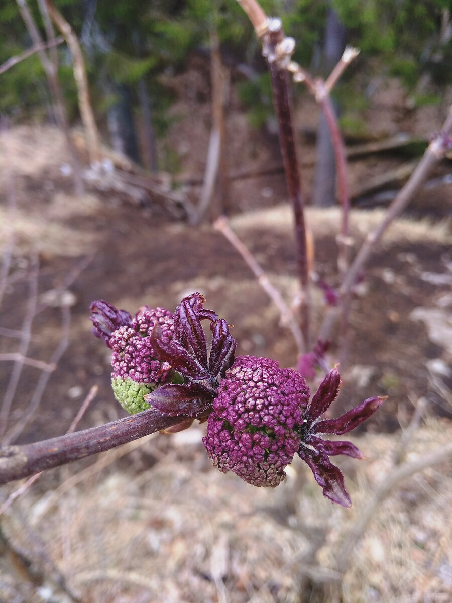Раз с вечера я не заметила эту красоту у моей палатки, значит она распустилась за ночь и утро. Темп весны. 