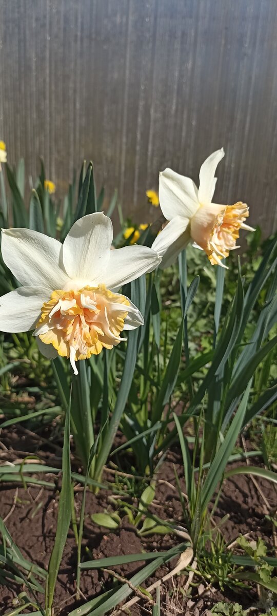 Фото из личного архива. Сорт Петит Фо. 