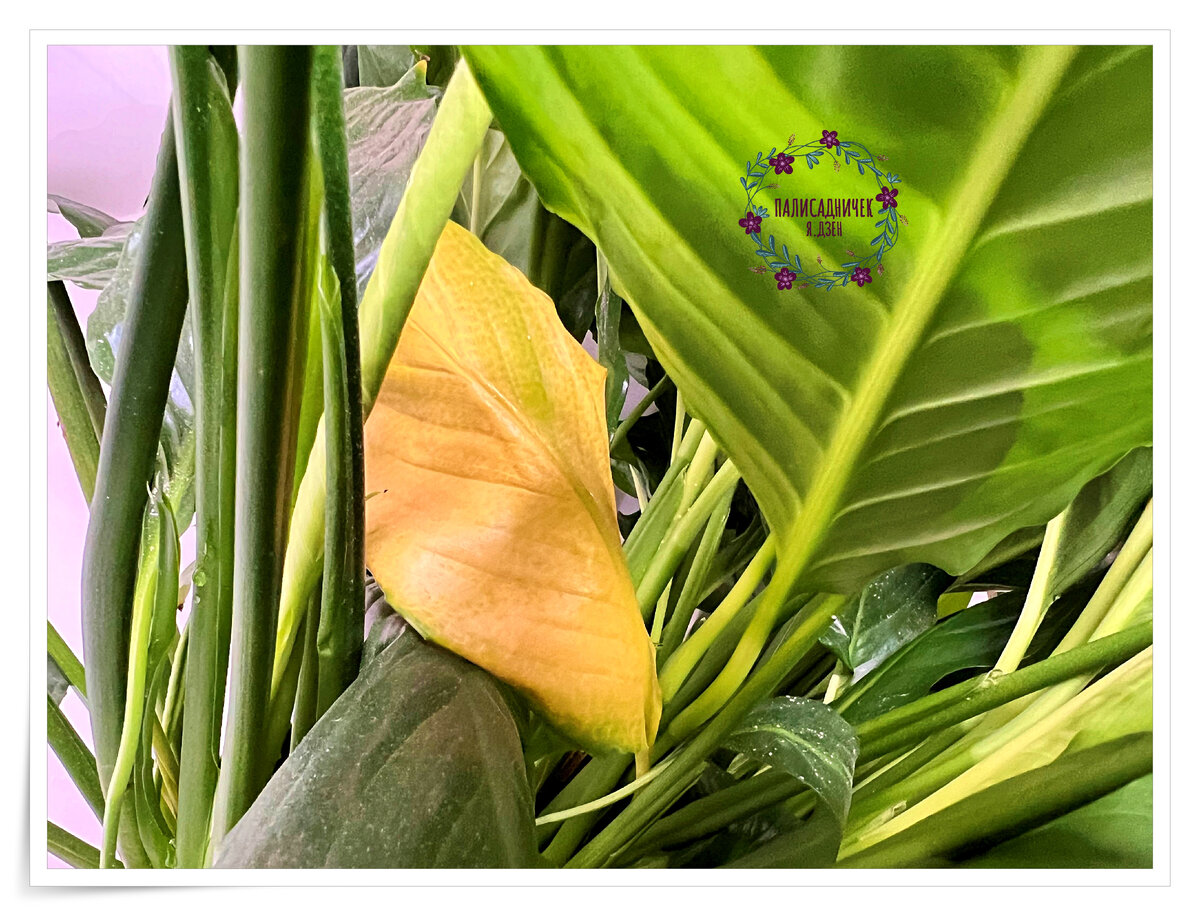 Так выглядят недовольные моим уходом или, точнее сказать, полнейшим его отсутствием листочки в центре куста. Листайте, пожалуйста, ещё. ⏩⏩