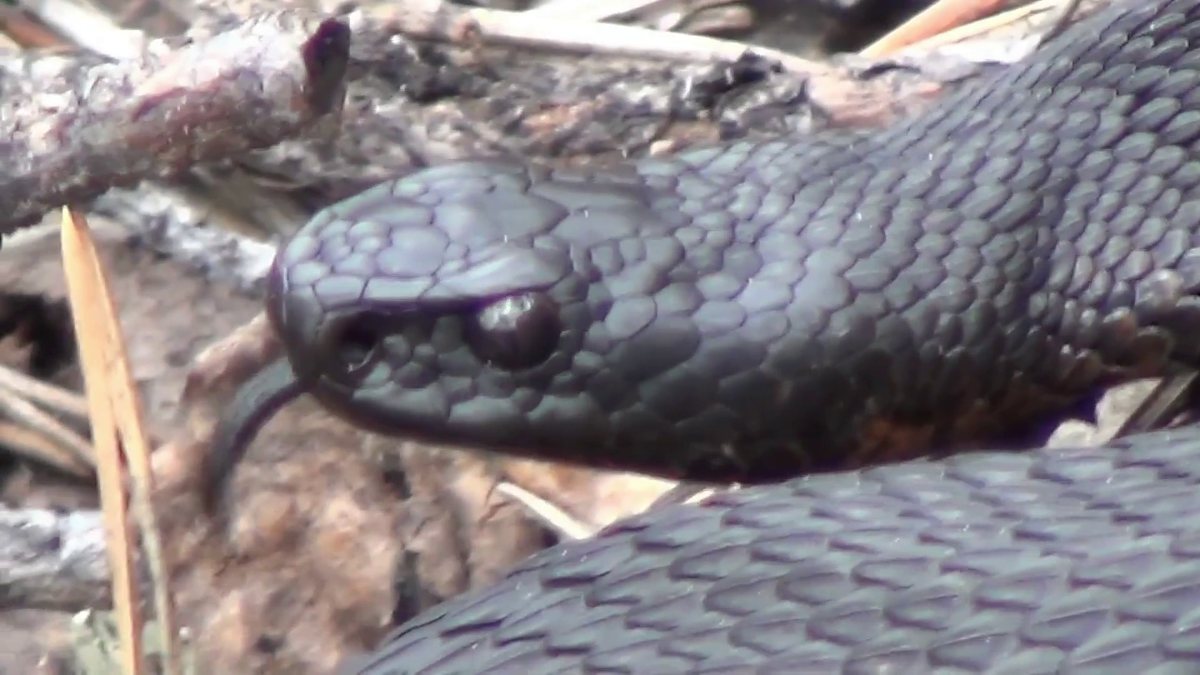 Змея смотрит на меня и приготовилась атаковать. Гадюка Никольского (на видео ниже) также видно язык который змея высовывать для обнаружения опасности и очевидно для обнаружения съестного.