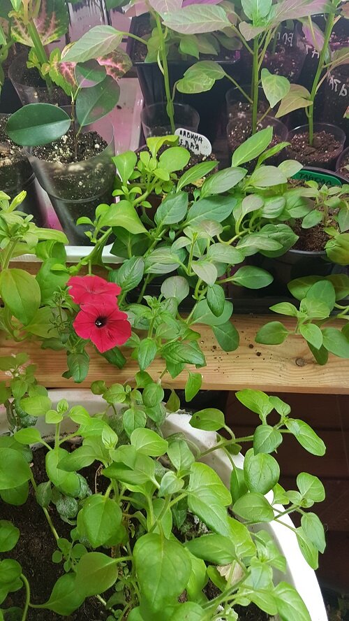 Тайдал Вейв Ред Велюр