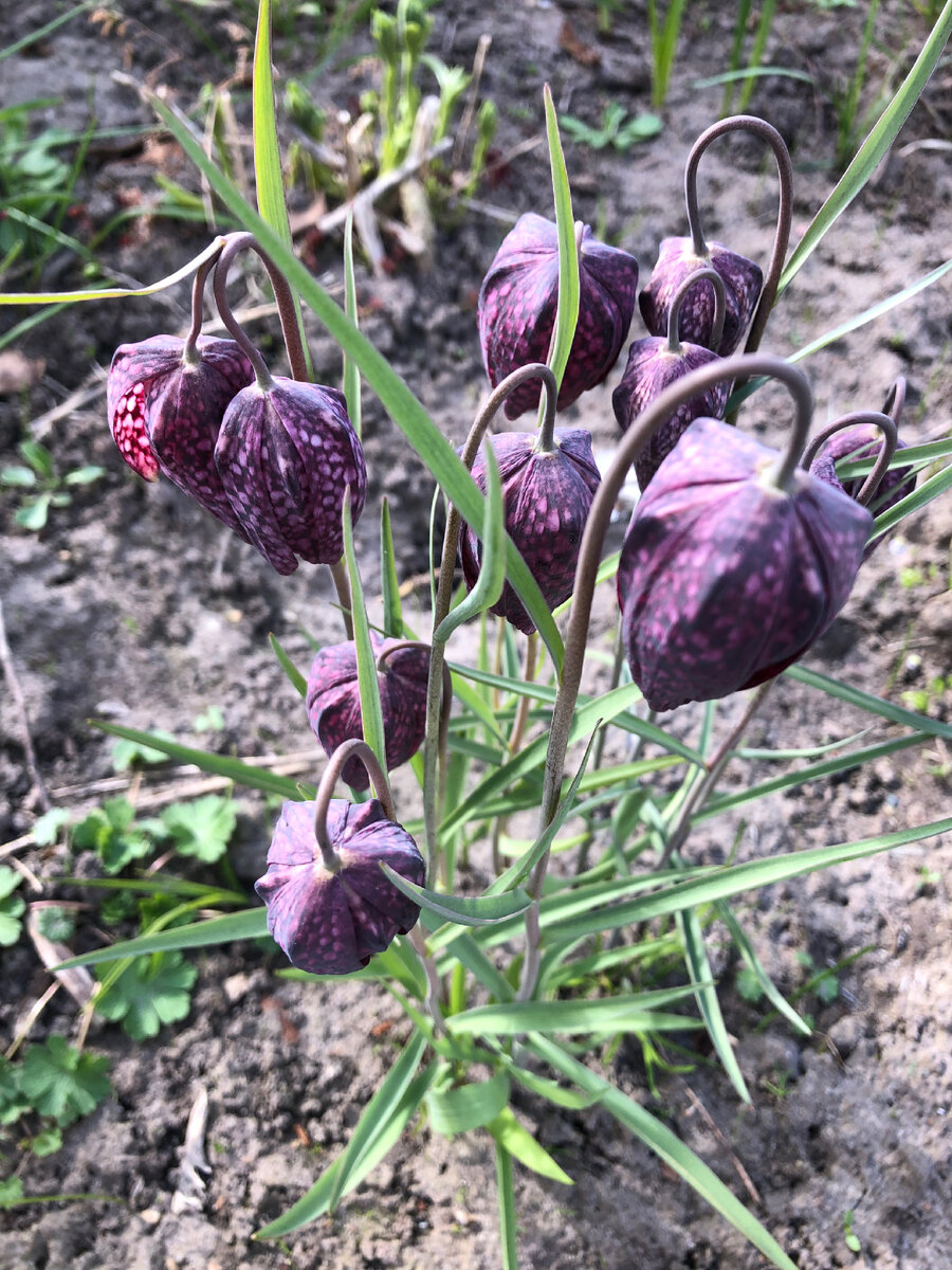 Рябчики шахматные