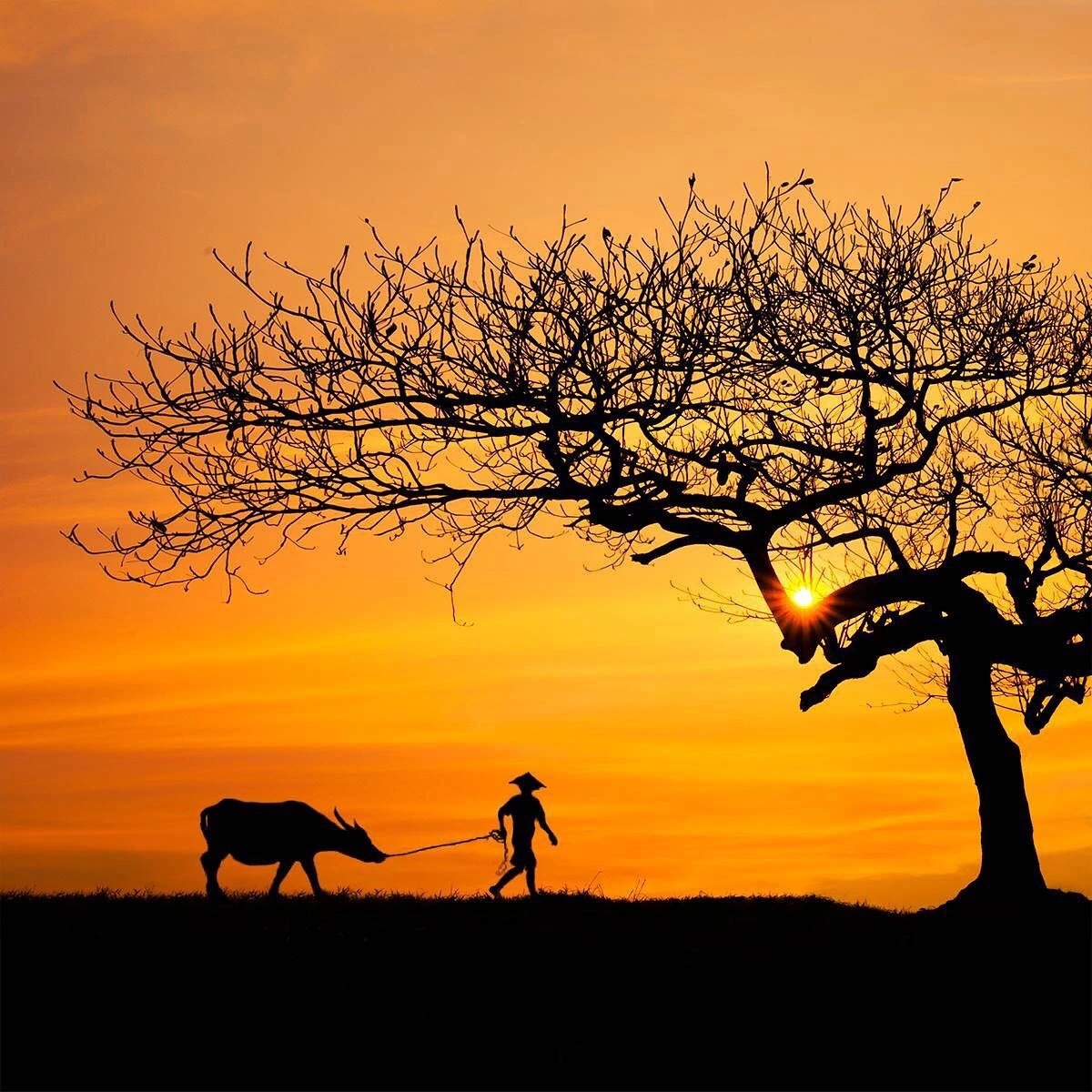 фотограф Tran Tuan Viet