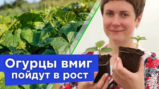 Любимые удобрения рассады огурцов! Чем полить всходы огурцов, чтобы мигом пошли в рост