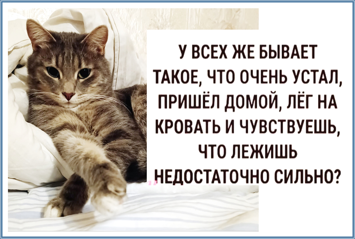 Десять +1 мемов с Кысиком - новый юмор и не только для моей рукодельной  группы | Мне интересно и мой жаккард | Дзен