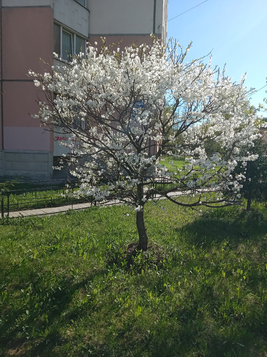 Буйное цветение вишни! Во дворе она уже осыпается,  потому что там двор- колодец, и свой микроклимат. До которого не добираются холодные ветра! От ветра двор надёжно защищён стенами моего огромного 16- ти этажного дома.