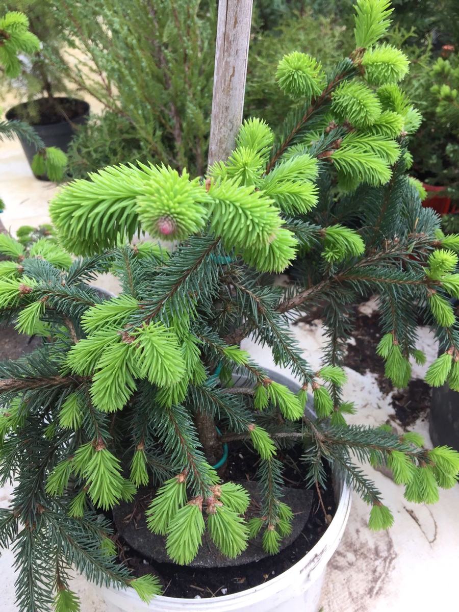 Это молодой прирост на саженце Ели Акракона. уже видно даже и малиновый прирост. Шишечка будет. Фото автора.