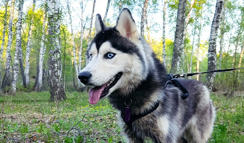 Хаски по имени Мани