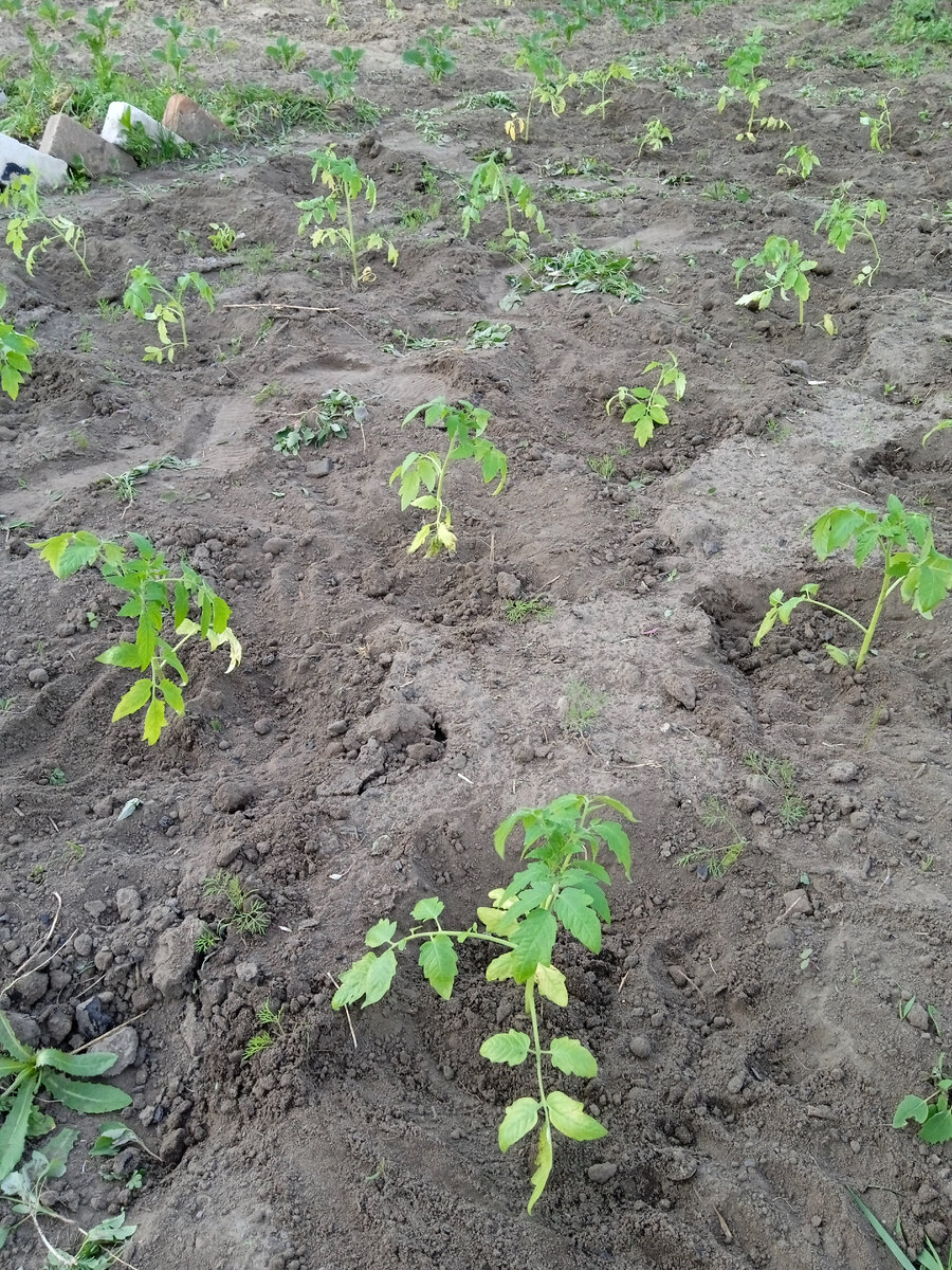 Высадила помидоры.