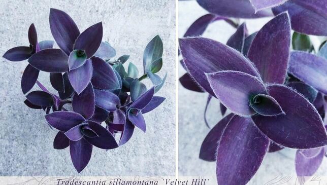 Фото из открытого источника.