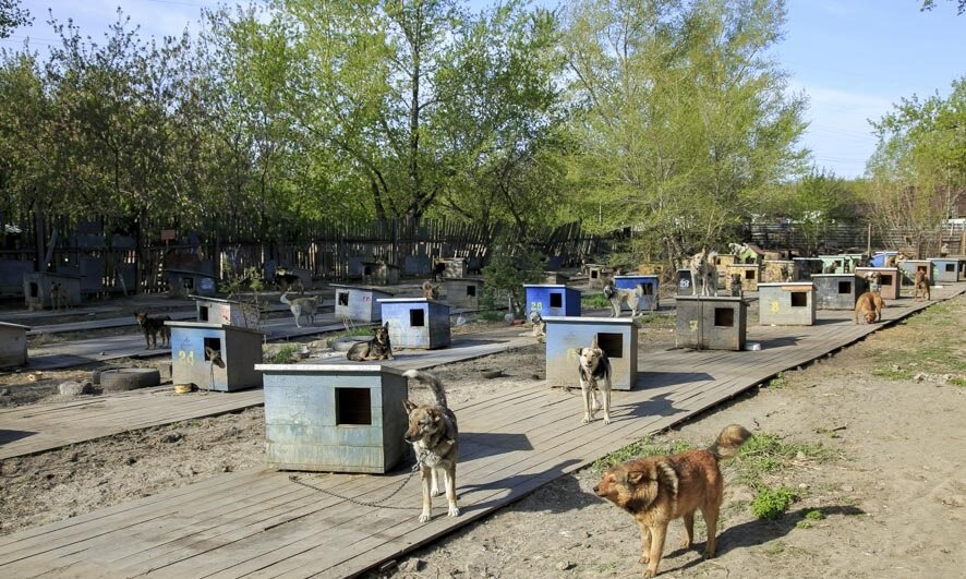 Фото: «Вечерний Барнаул»