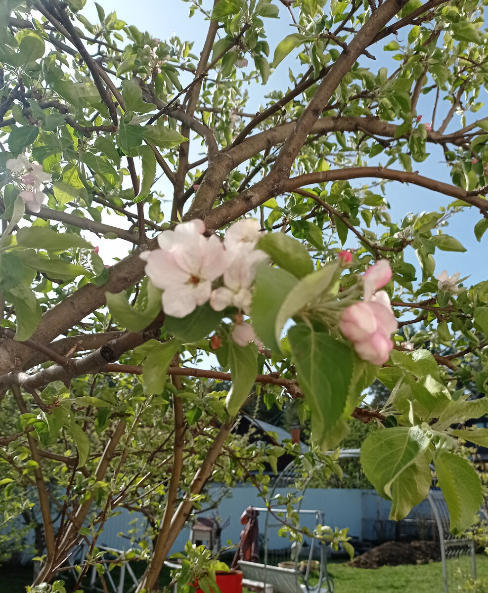 Яблони зацвели