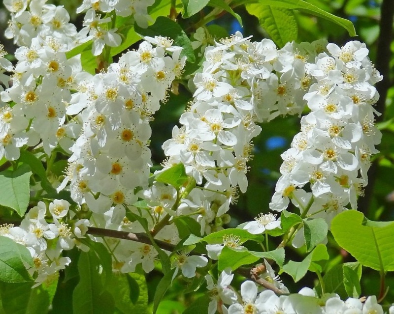 Источник zelensad.com
