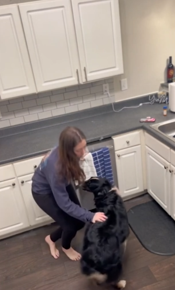 Источник фото: https://www.newsweek.com/service-dog-stuns-internet-saving-owner-1792516