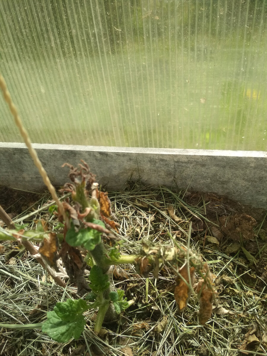 Вот во что превратился от мороза добротный саженец