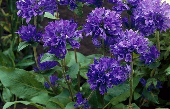 Колокольчик скученный (Campanula glomerata)