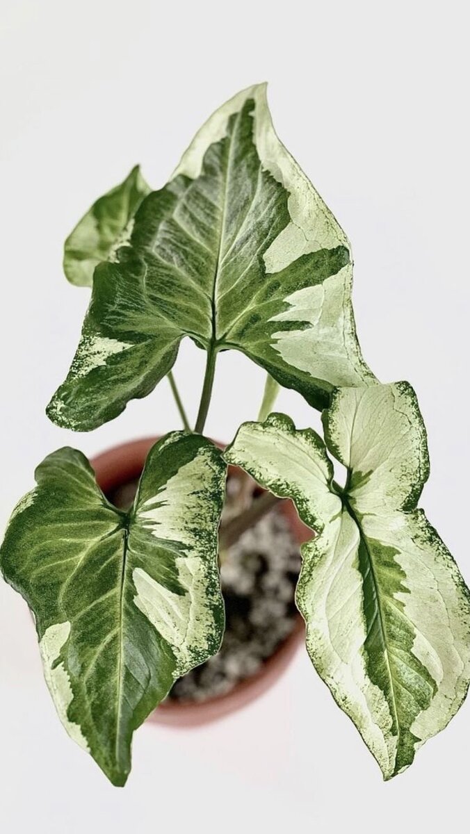 Сингониум Три Короля 