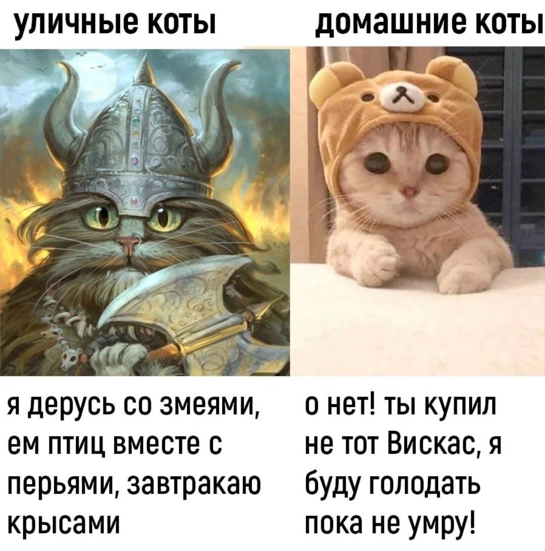 кот день лучшего