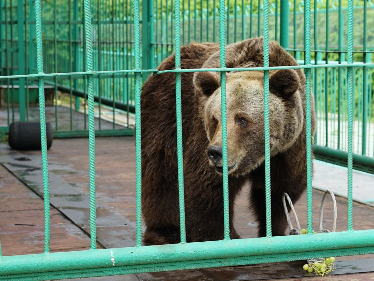 Маша любит гостей, но зимой впадает в спячку. К ней лучше приходить весной, летом и ранней осенью