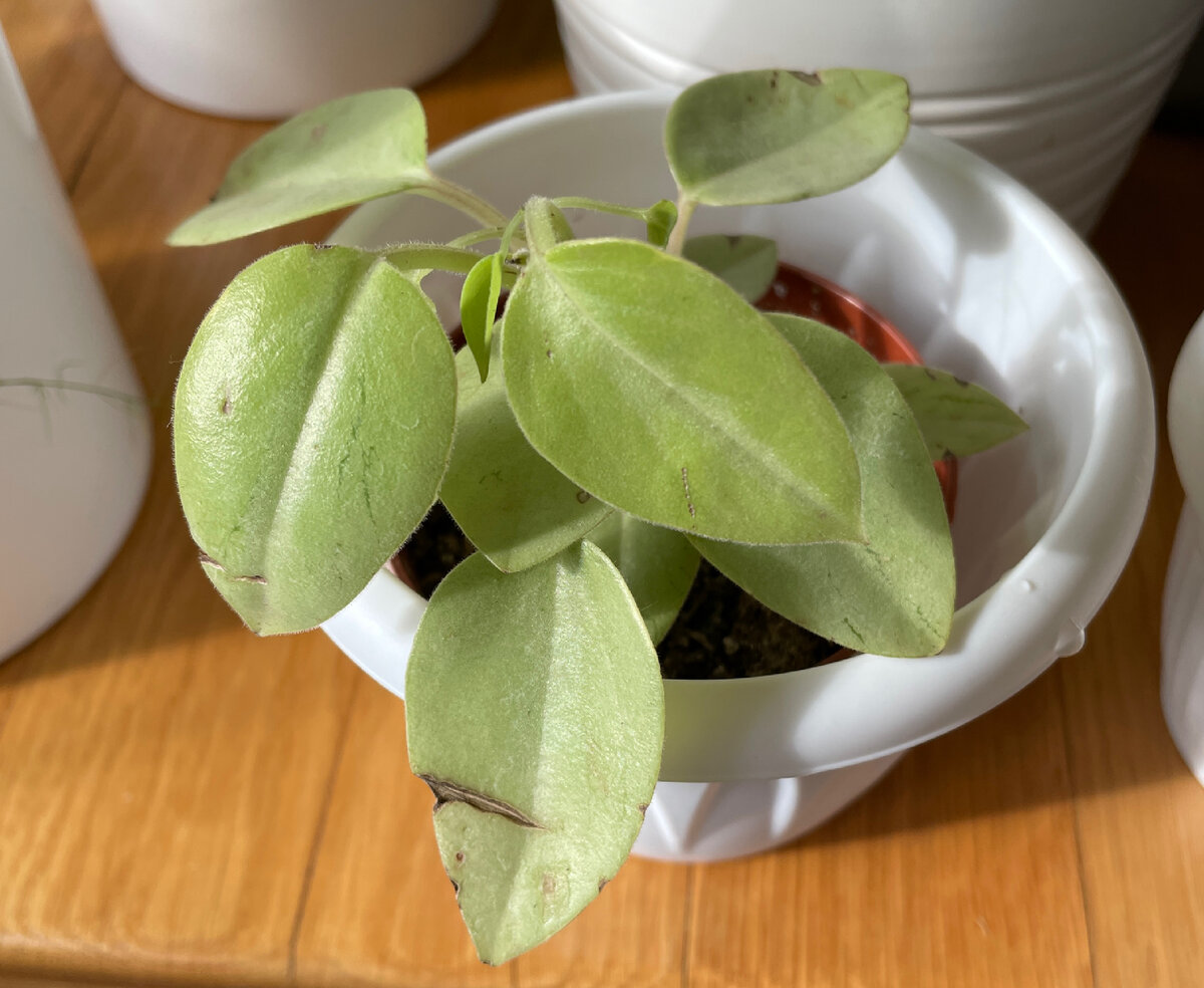 Неопознанное растение