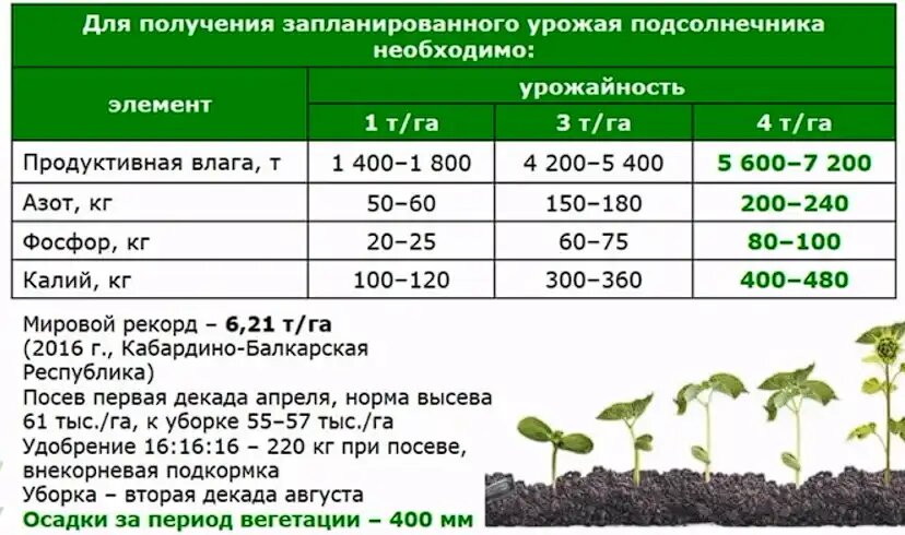 Особенности выращивания подсолнечника