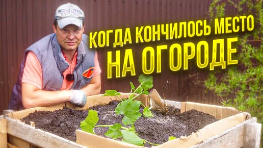 кончилось место на огороде, куда посадить кабачок?