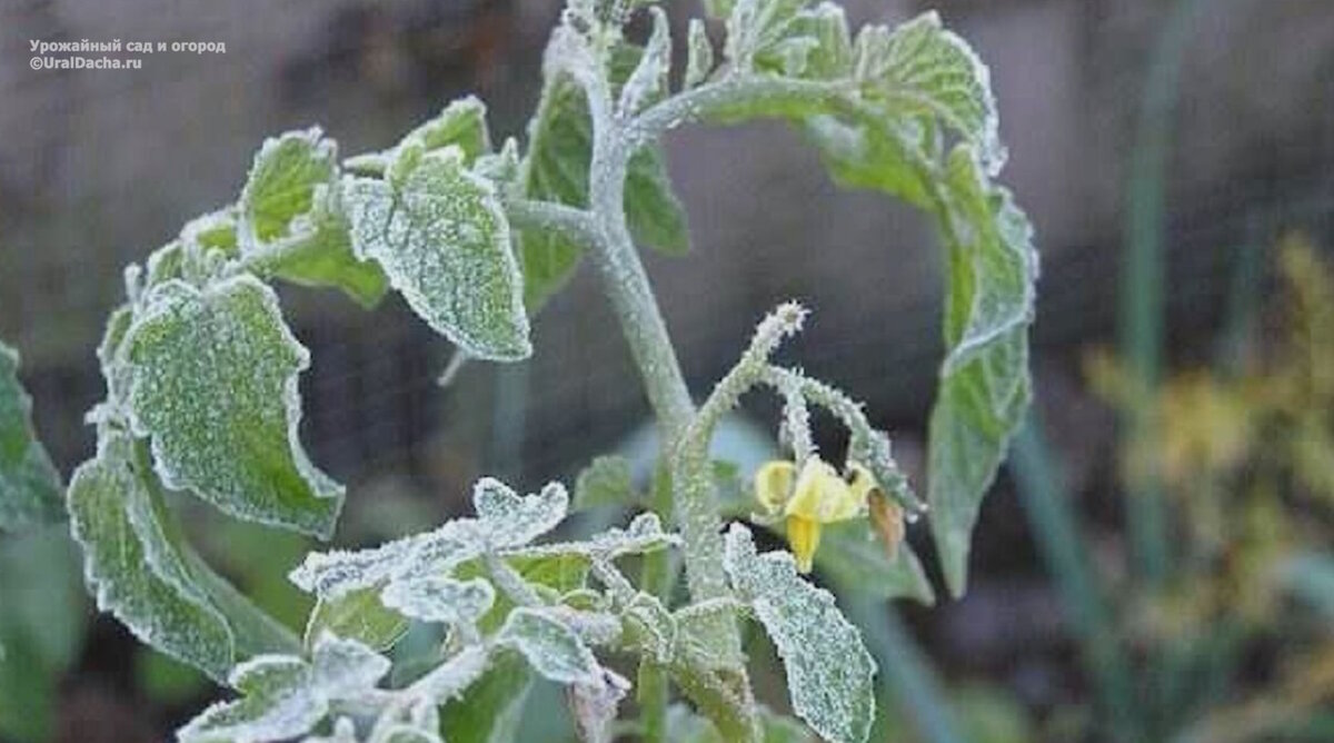 Возвратные заморозки, засуха и стресс, как спасти растения