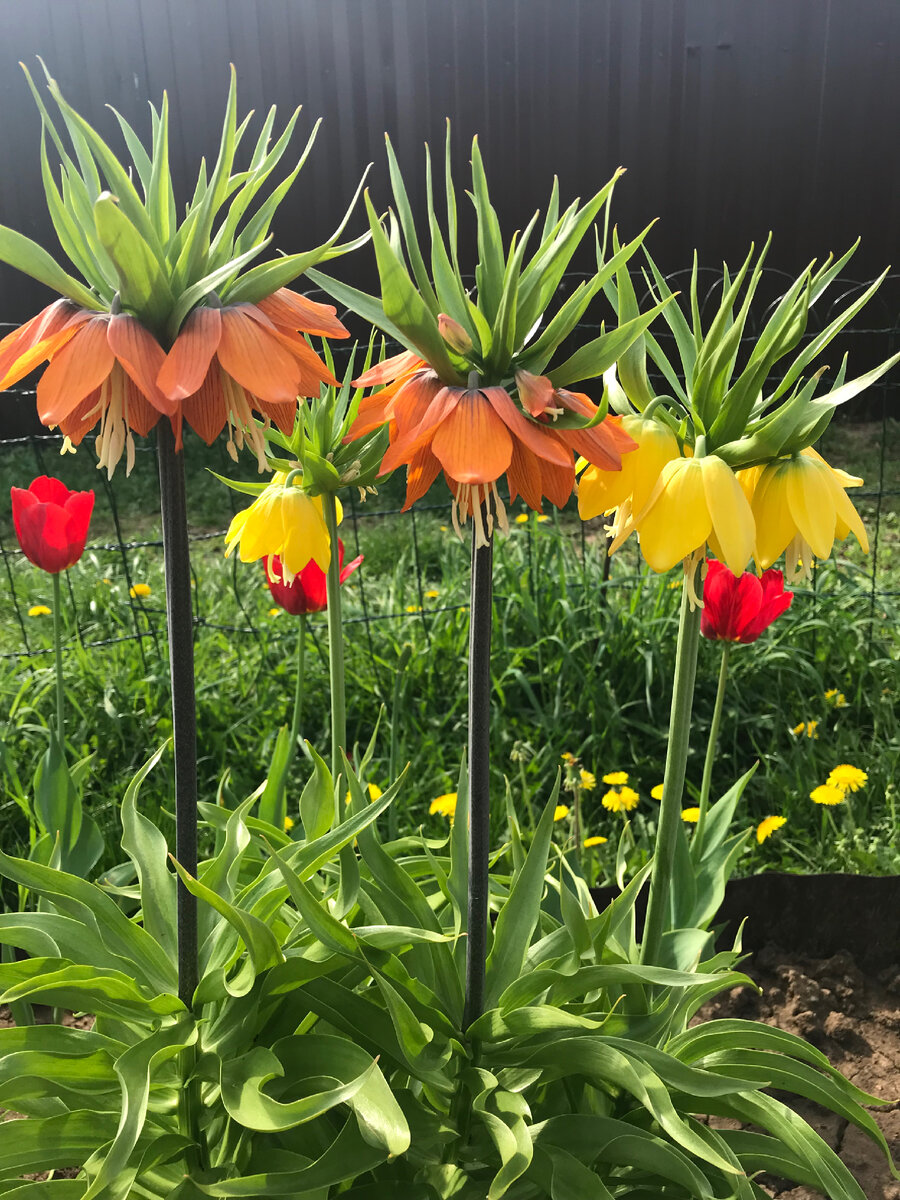 🌱Рябчик королевский. Мой успешный и одновременно неудачный опыт  выращивания. И такое бывает. | 🌼ЦветочнаяТема | Дзен