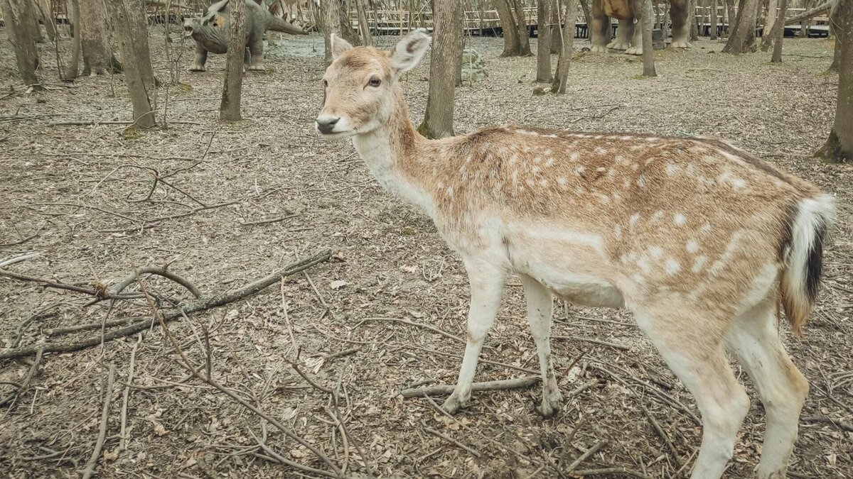     Стоимость будет зависеть от обстоятельств при которых погибло животное, и от вида зверя.