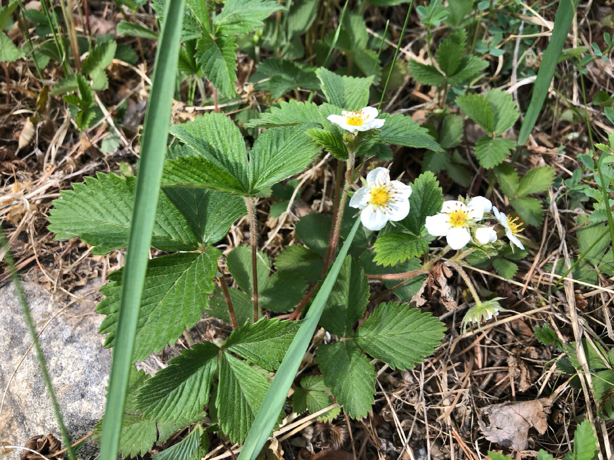 Фото цветение клубники. Комары очень мешаю при ее сборе)