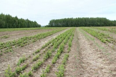   Работы по посадке хвойников в Подмосковье © Пресс-служба Комитета лесного хозяйства Московской области