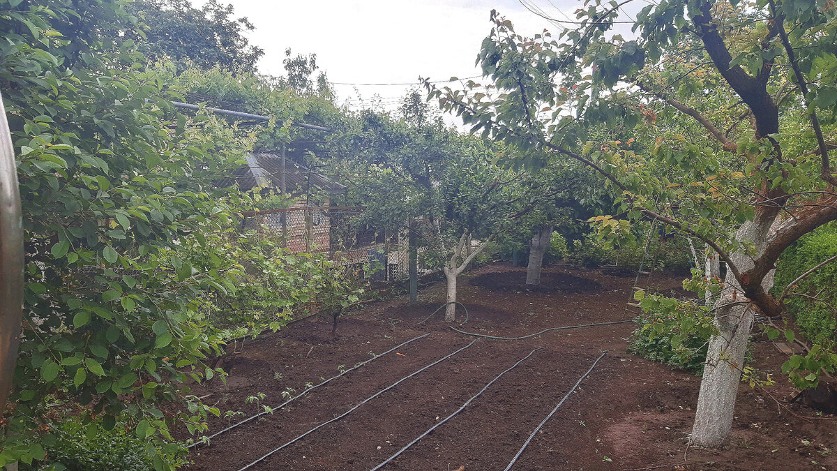 Наш сад и огород. Немного места для томатов пока есть