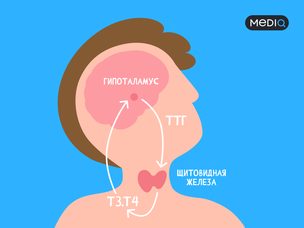 ТТГ, Т3 и Т4 — зачем щитовидной железе три гормона | Пей Таблетки! | Дзен