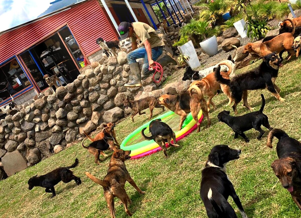 Собачий приют у нас бы так было