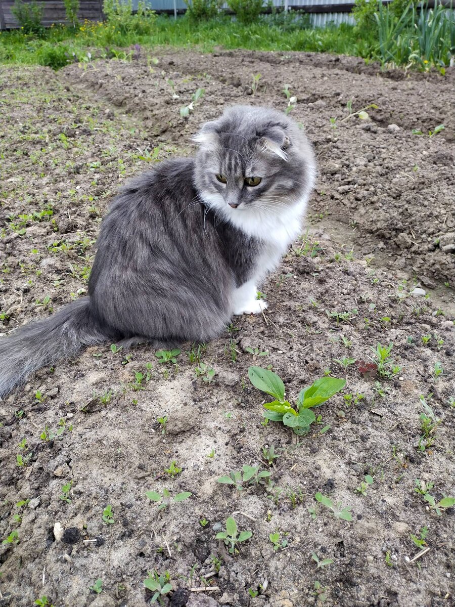 Морковку высиживает...