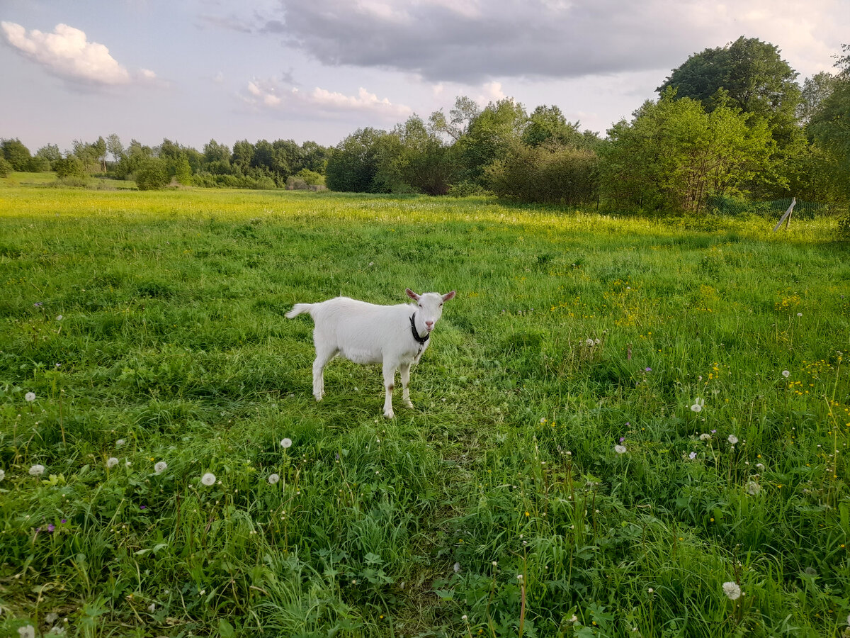 Козюлина наша)