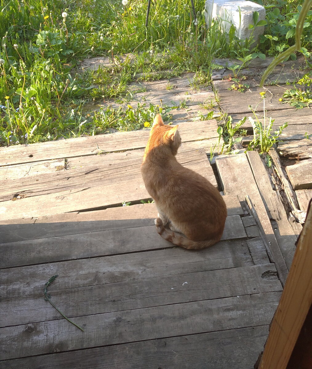 Личное  фото.