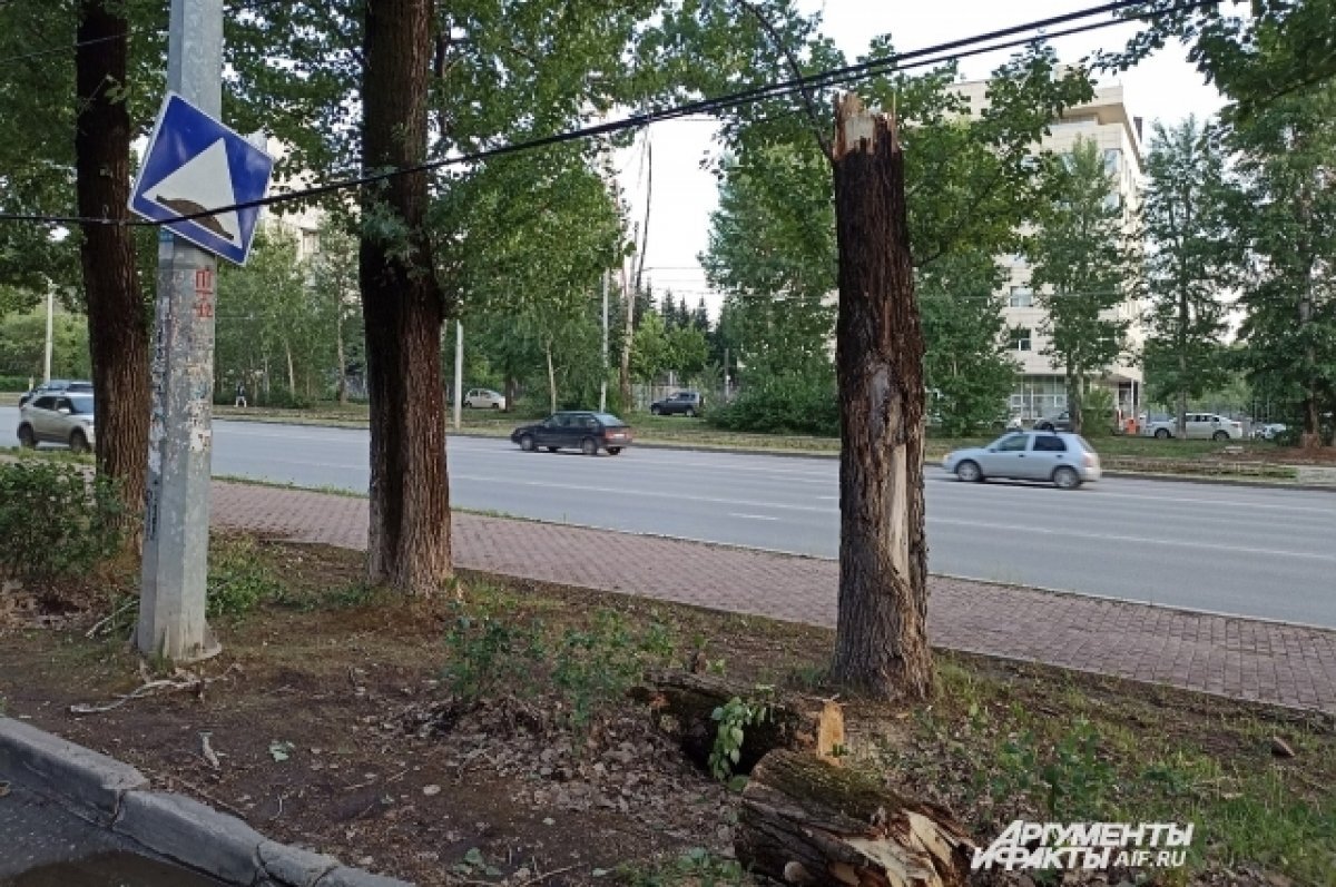    Возле остановки «Авторадио» дерево упало на автомобиль.