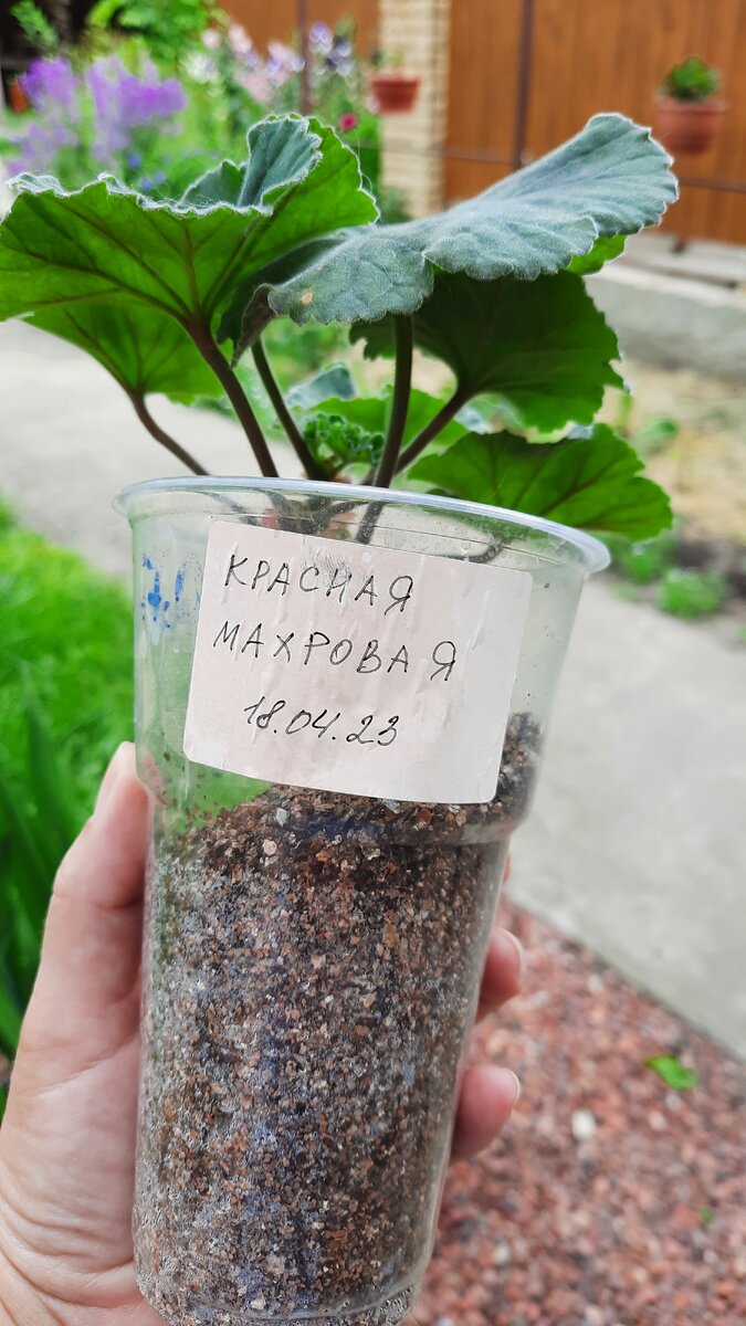 Не прошло и пол года, корни наросли уже через 2 недели.