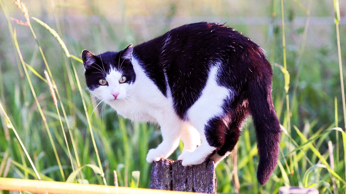 источник фото: koshka.top