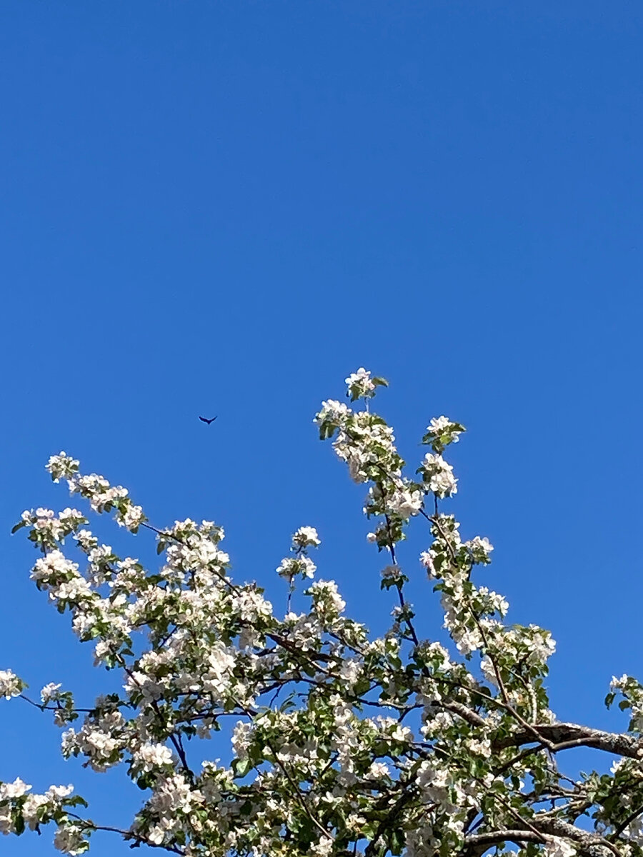 Яблоневый цвет и кружащий над ним коршун? Не уверена