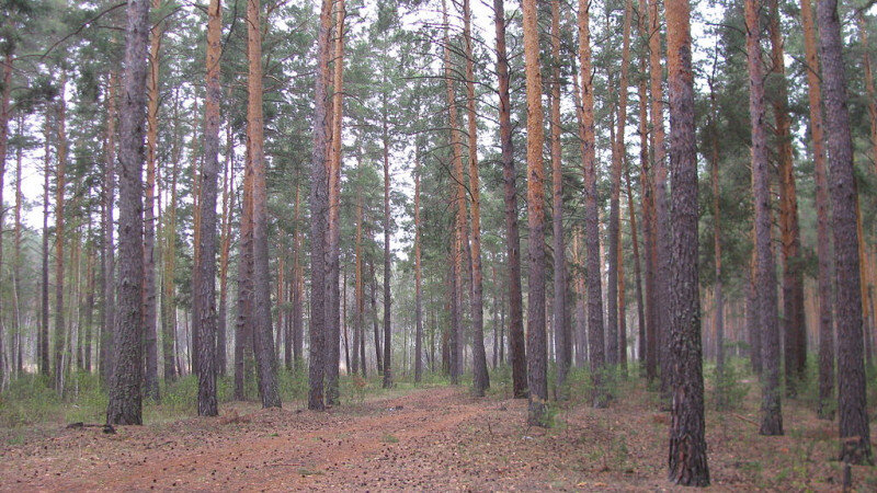     Барнаульский ленточный бор. ru.wikipedia.org